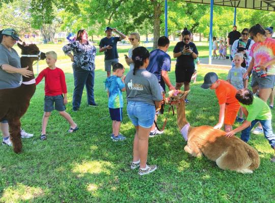 ALPACA MADNESS - Students that attended the June 16 Summer Reading Program on Wednesday had the opportunity to pet a trio of sweet and gentle Alpacas. This Wednesday, June 23, students will have the opportunity to visit with veterinarian and children’s book author Dr. Rebekah Hartfield. Rowdy the dog, who is featured in one of her books, will be joining the fun.