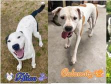 HOLDENVILLE ANIMAL SHELTER DOG LIST