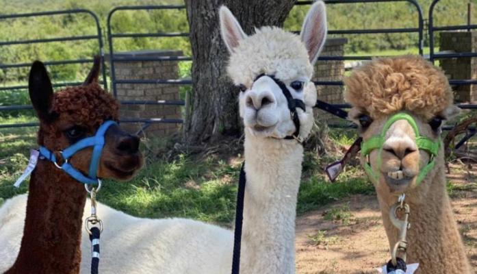 ALPACA MADNESS