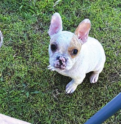 Ugly Dog Contest Under Way