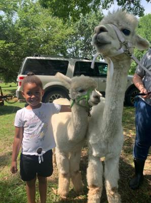 Alpaca Madness Huge Success!