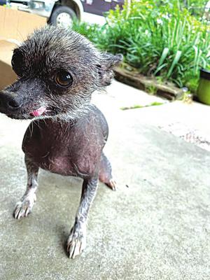 Where for Art Thou, Romeo? Winner of the Ugly Dog Contest