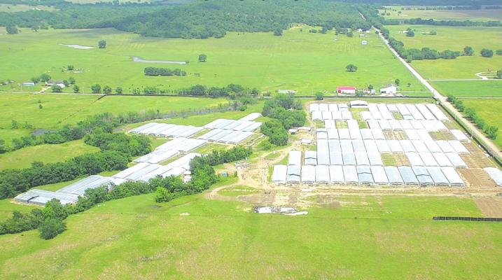 Aerial photograph of marijuana farm from Oklahoma Bureau of Narcotics.