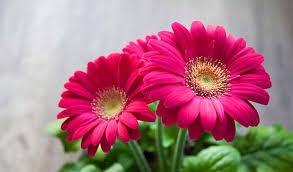 PInk Flower