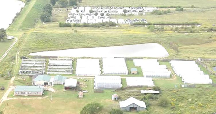ILLEGAL POT FARM BUSTED NEAR YEAGER