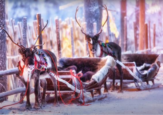 HOW DID SANTA’S REINDEER GET THE JOB DONE CHRISTMAS EVE