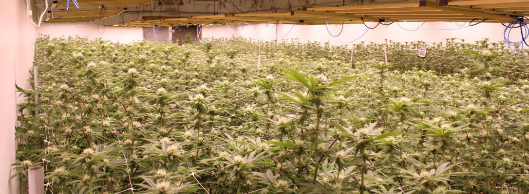 ILLEGAL POT FARM BUSTED IN HOLDENVILLE
