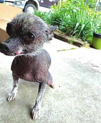 Ugly Dog Contest Underway