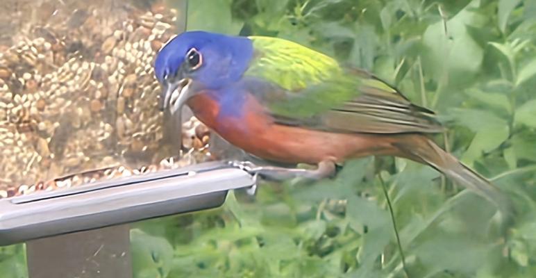 JULIE WILKINSON RECENTLY SUBMITTED THIS PICTURE OF A PAINTED BUNTING IN HER BACK YARD