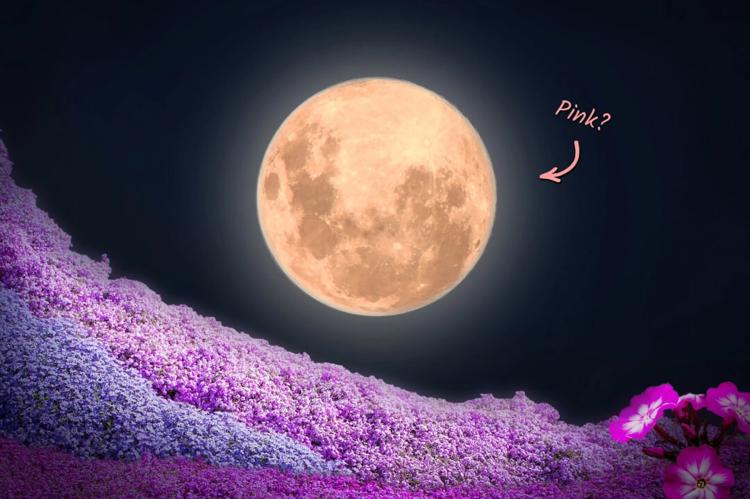 An April full moon, or Full Pink Moon. (drcmarx/Shutterstock) Pink phlox subulata flowers. (Scott Mirror/Shutterstock) (An image designed by The Epoch Times using imagery from Shutterstock.)