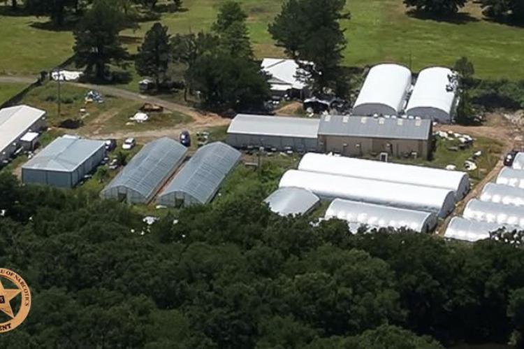 OBN halts illegal marijuana operation in Hughes County