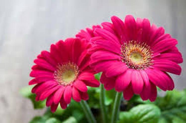 PInk Flower
